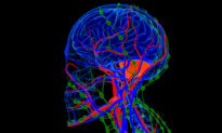 New Research Explores How the Brain Impacts Outcomes for Heart Disease and Other Diseases