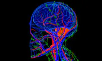 New Research Reveals the Brain’s Impact on Immunity and Disease