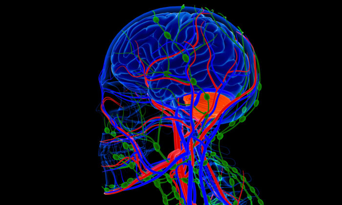 New Research Explores How the Brain Impacts Outcomes for Heart Disease and Other Diseases
