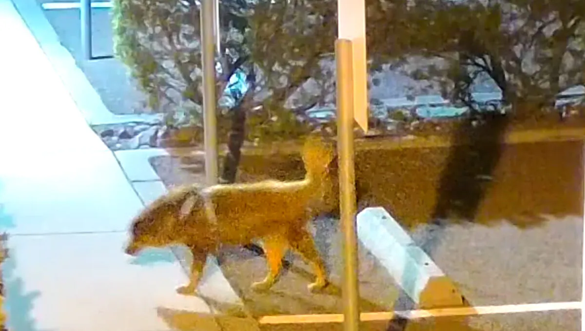 A security camera captured a dog being abandoned outside the Helen Woodward Animal Center in Rancho Santa Fe, Calif., on March 13, 2023. (Courtesy of Helen Woodward Animal Center)