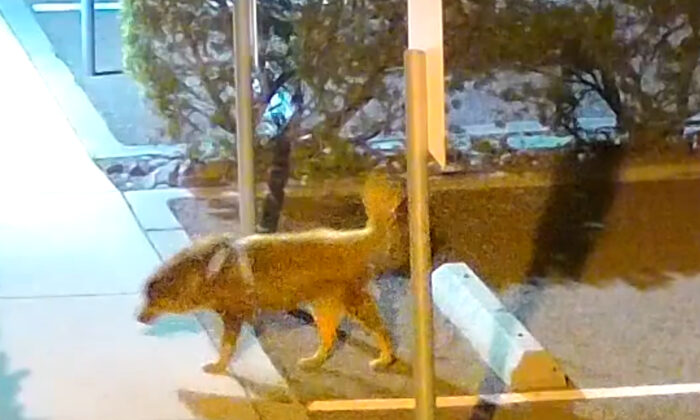 A security camera captured a dog being abandoned outside the Helen Woodward Animal Center in Rancho Santa Fe, Calif., on March 13, 2023. (Courtesy of Helen Woodward Animal Center)