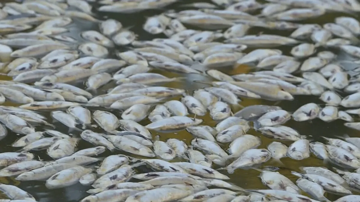 In this image from video, dead fish float on the surface of the lower Darling-Baaka River near the New South Wales state far west town of Menindee, Australia, on March 18, 2023. (Australian Broadcasting Corporation via AP)