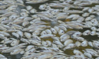 Millions of Dead Fish Found Floating in Australian River