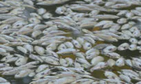 Calls for Royal Commission Into Australia’s ‘Worst’ Fish Kill as Investigators Seek to Understand Cause