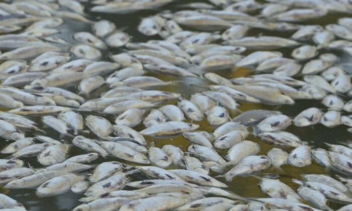 In this image from video, dead fish float on the surface of the lower Darling-Baaka River near the New South Wales state far west town of Menindee, Australia, on March 18, 2023. (Australian Broadcasting Corporation via AP)