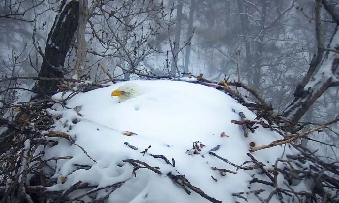 Webcam Captures Mama Bald Eagle Who Won’t Leave Nest Covered in Over Foot of Snow After Winter Storm