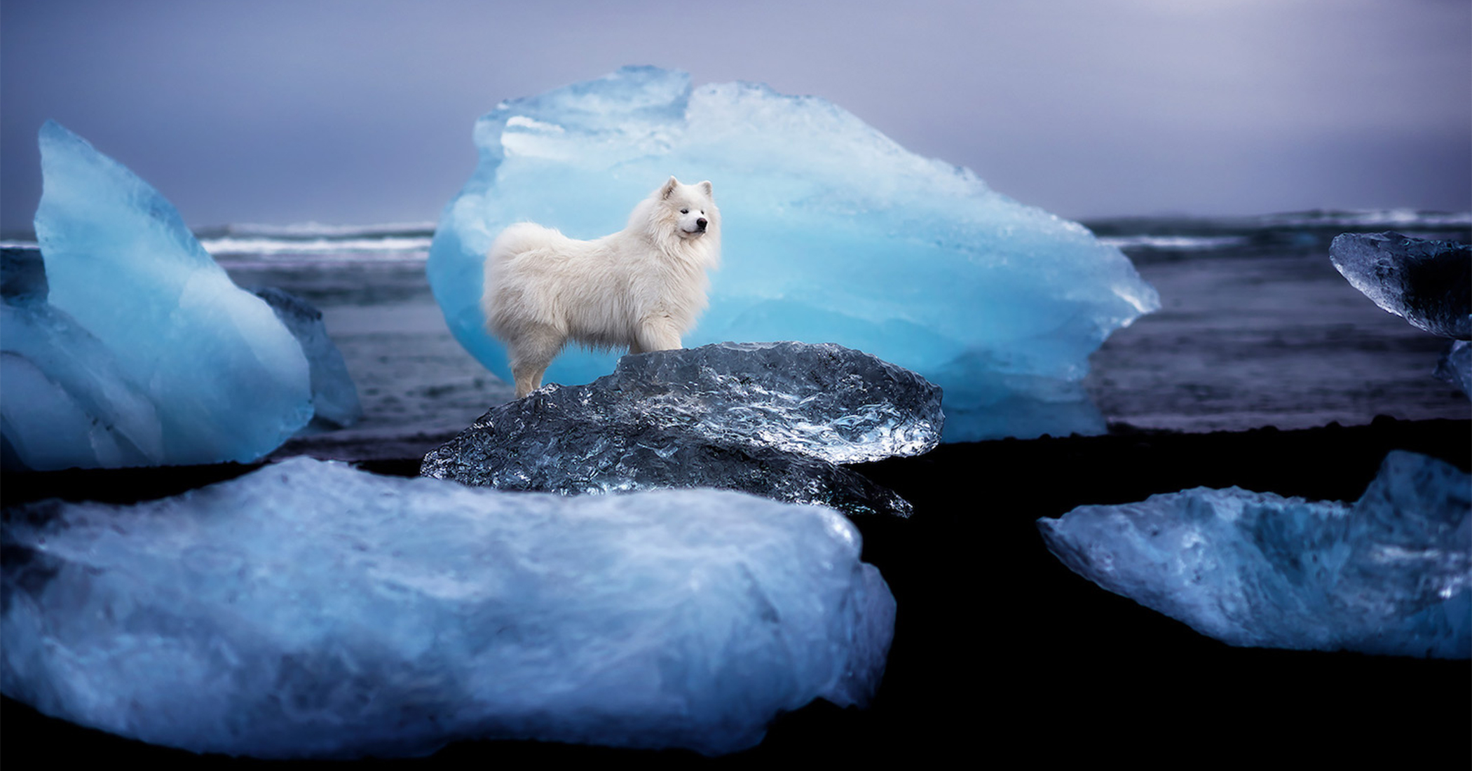 NextImg:PHOTOS: Canine photographer captures man's best friend amid majestic Iceland scenes that seem unreal