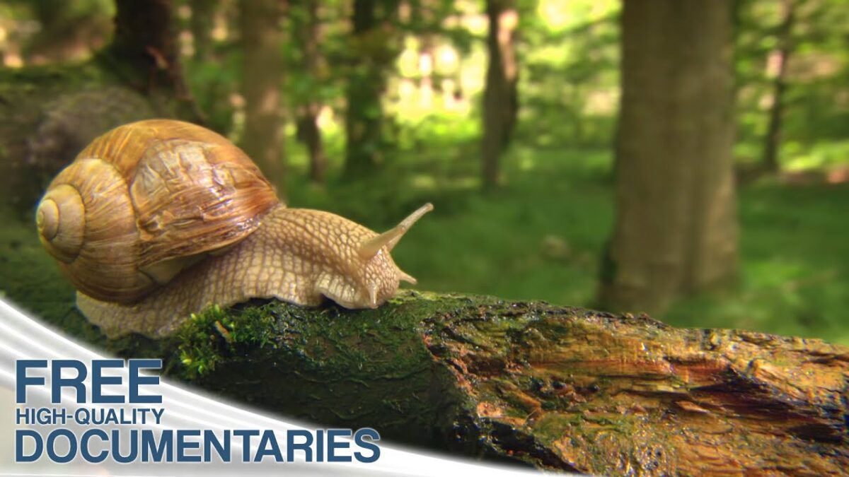 NextImg:The Amazing Beauty of Wildlife in Bavaria's Magical Alpine Kingdom