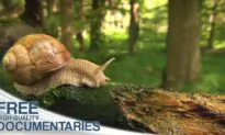 The Amazing Beauty of Wildlife in Bavaria’s Magical Alpine Kingdom