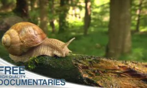 The Amazing Beauty of Wildlife in Bavaria’s Magical Alpine Kingdom
