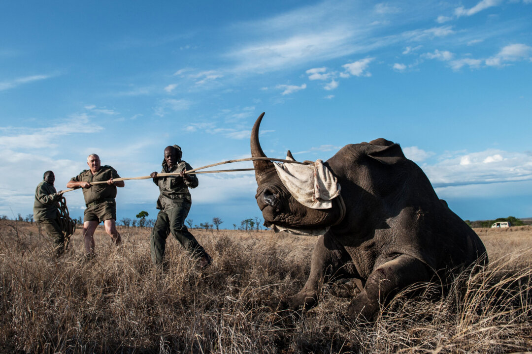 Dr Marius Kruger (C) and members of the Kruger National Park keep the head of a white rhino up during a relocation capture on Oct. 17, 2014. (Stefan Heunis/AFP via Getty Images)