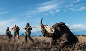 Chinese, South African ‘Mafias’ Are Decimating Wildlife in Kruger National Park