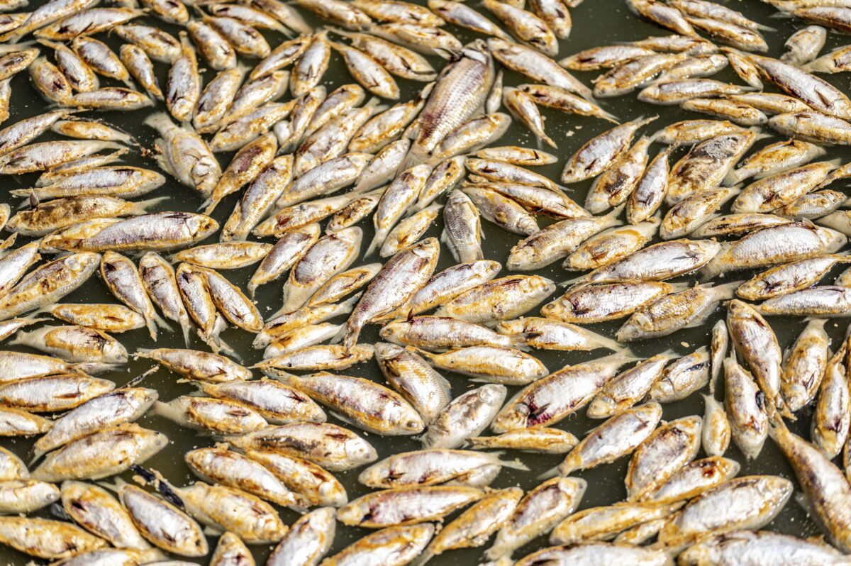 NextImg:Fish Washing up in Menindee, Water Tests Confirm Algae