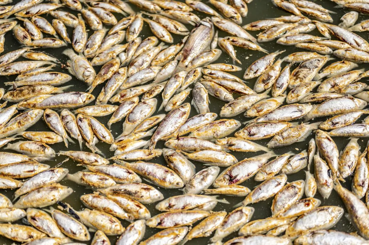 Dead fish float along the Darling River near Menindee, Australia, on March 19, 2023. (Samara Anderson/AAP Image via AP)