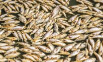 Fish Washing up in Menindee, Water Tests Confirm Algae