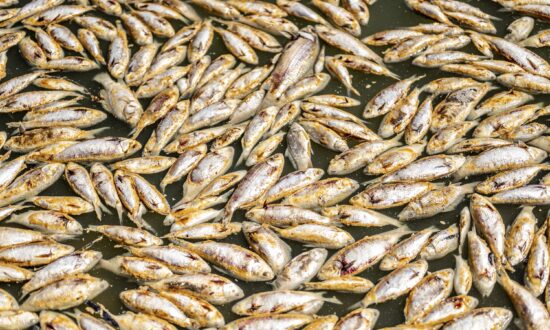 Millions of Rotting Fish to Be Removed From Australian River