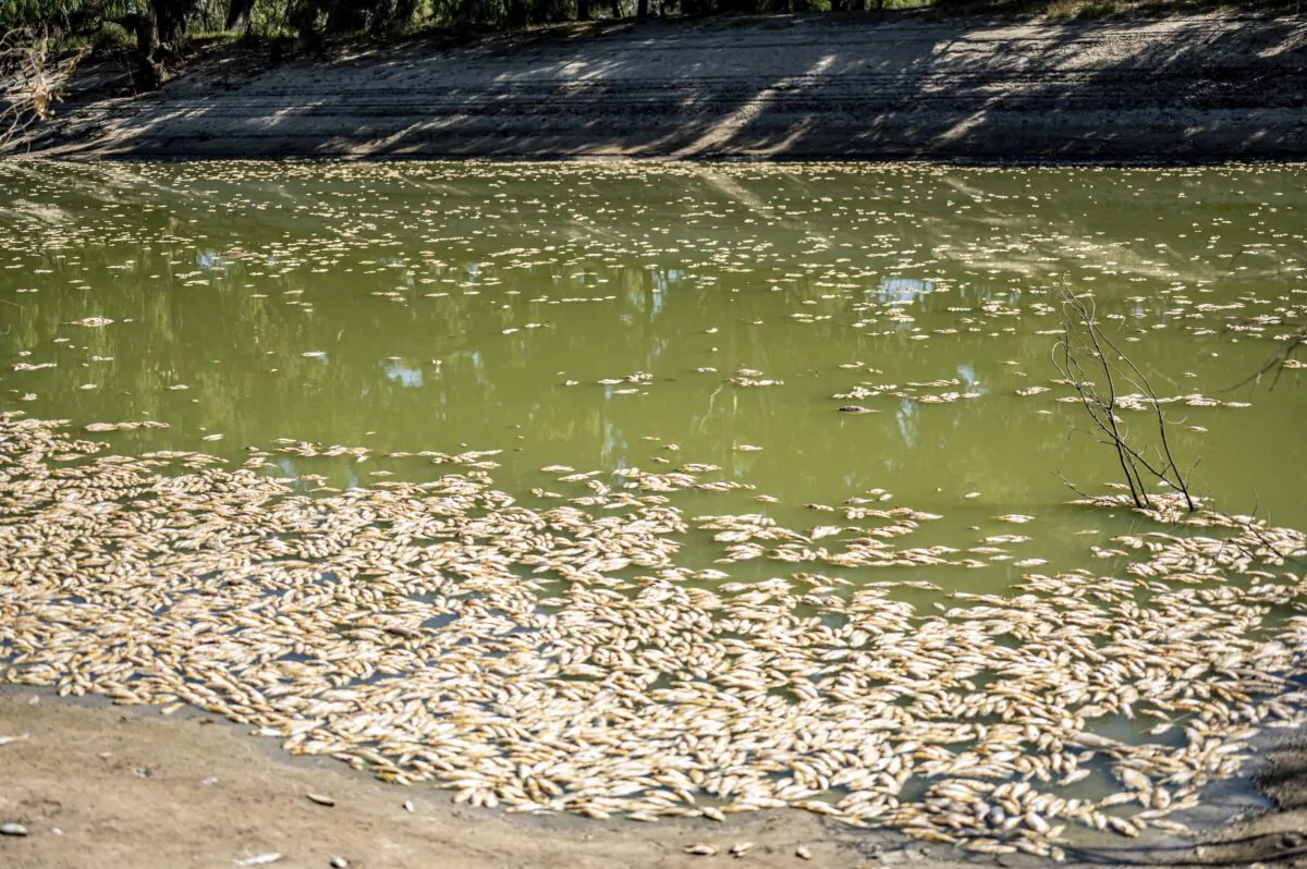 Dead fish float along the Darling River near Menindee, Australia, on March 19, 2023. (Samara Anderson/AAP Image via AP)