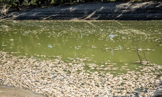 ‘Very High’ Risk of Major Summer Fish Kill in Darling River