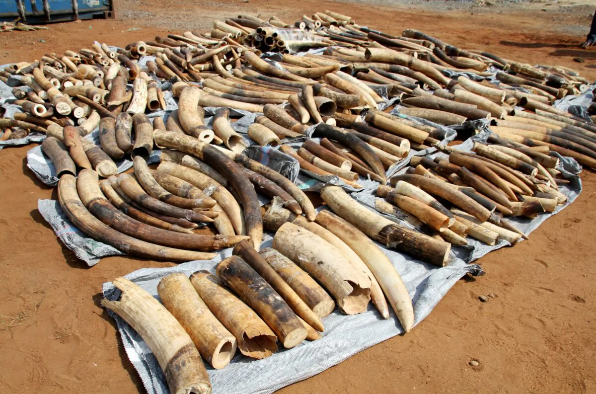 Ivory tusks after being seized by security forces at the port of Lome and set to be shipped to Vietnam, on Jan. 28, 2014. (Noel Kokou Tadegnon/Reuters)