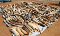 Vietnam Seizes 7 Tonnes Ivory in Largest Wildlife Smuggling Case in Years