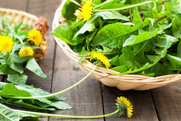 Dandelion,Leaves,And,Flowers