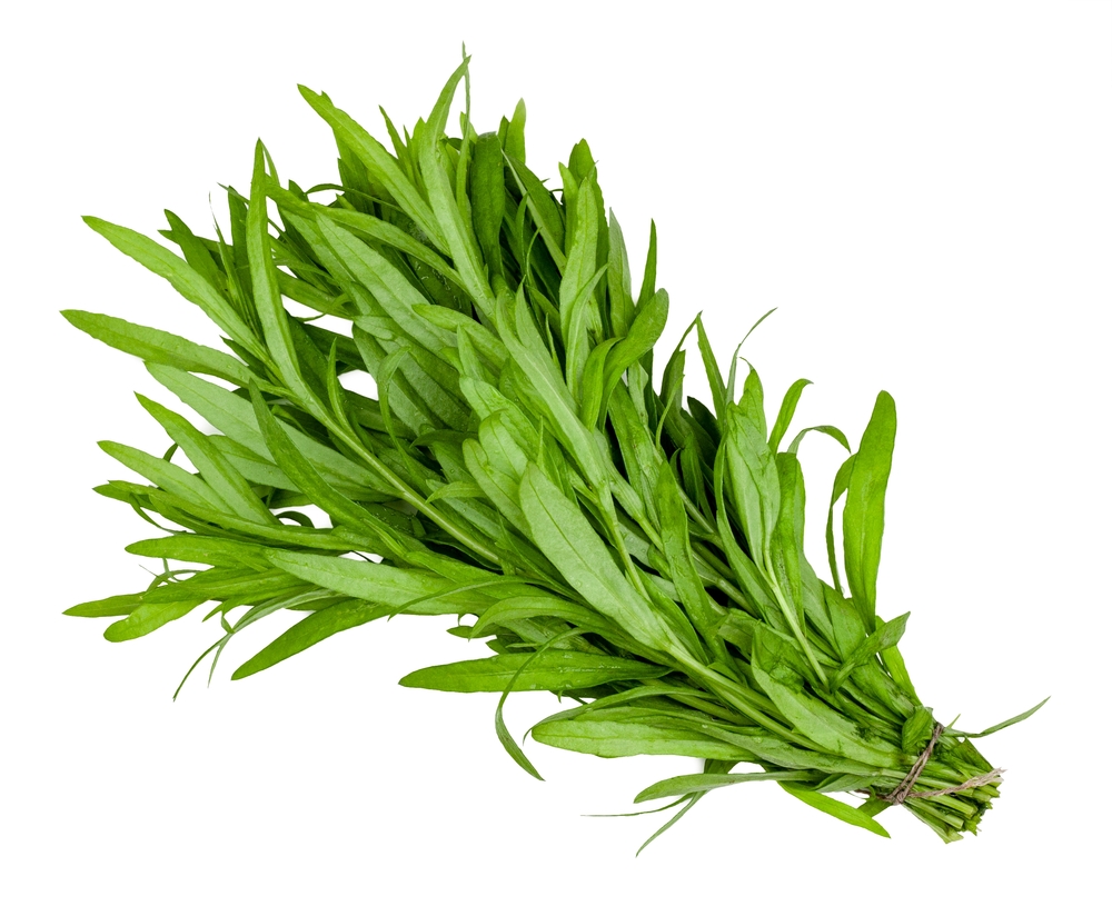 Bunch,Of,Tarragon,Isolated,On,A,White,Background.