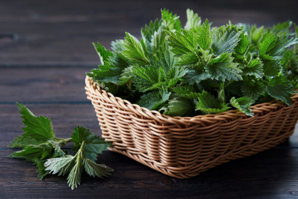 Basket,Of,Fresh,Stinging,Nettle,Leaves,On,Wooden,Table