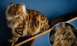 PHOTOS: Meet Cezar, the Cashmere Bengal Cat Who Looks Like an Adorable Little Lion