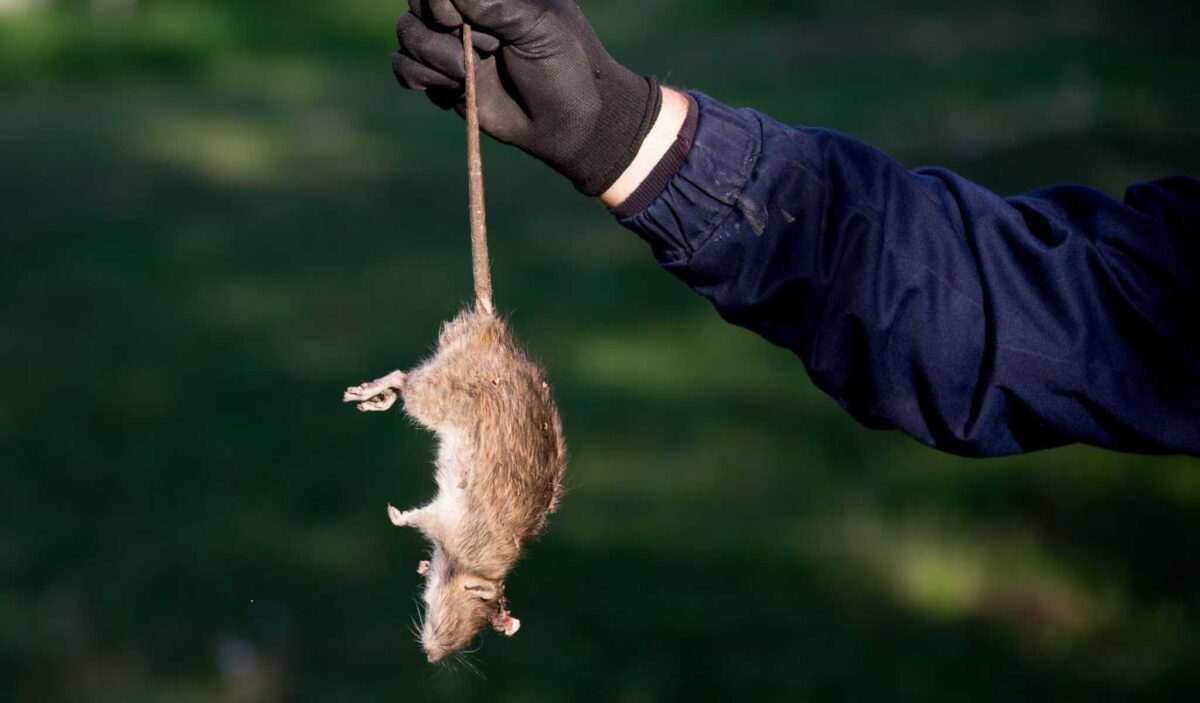 NextImg:Your Daughter for a Rat?