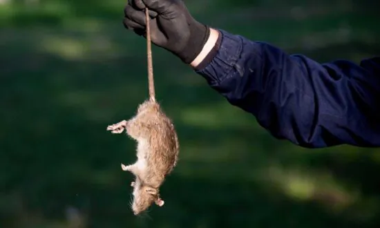 Your Daughter for a Rat?
