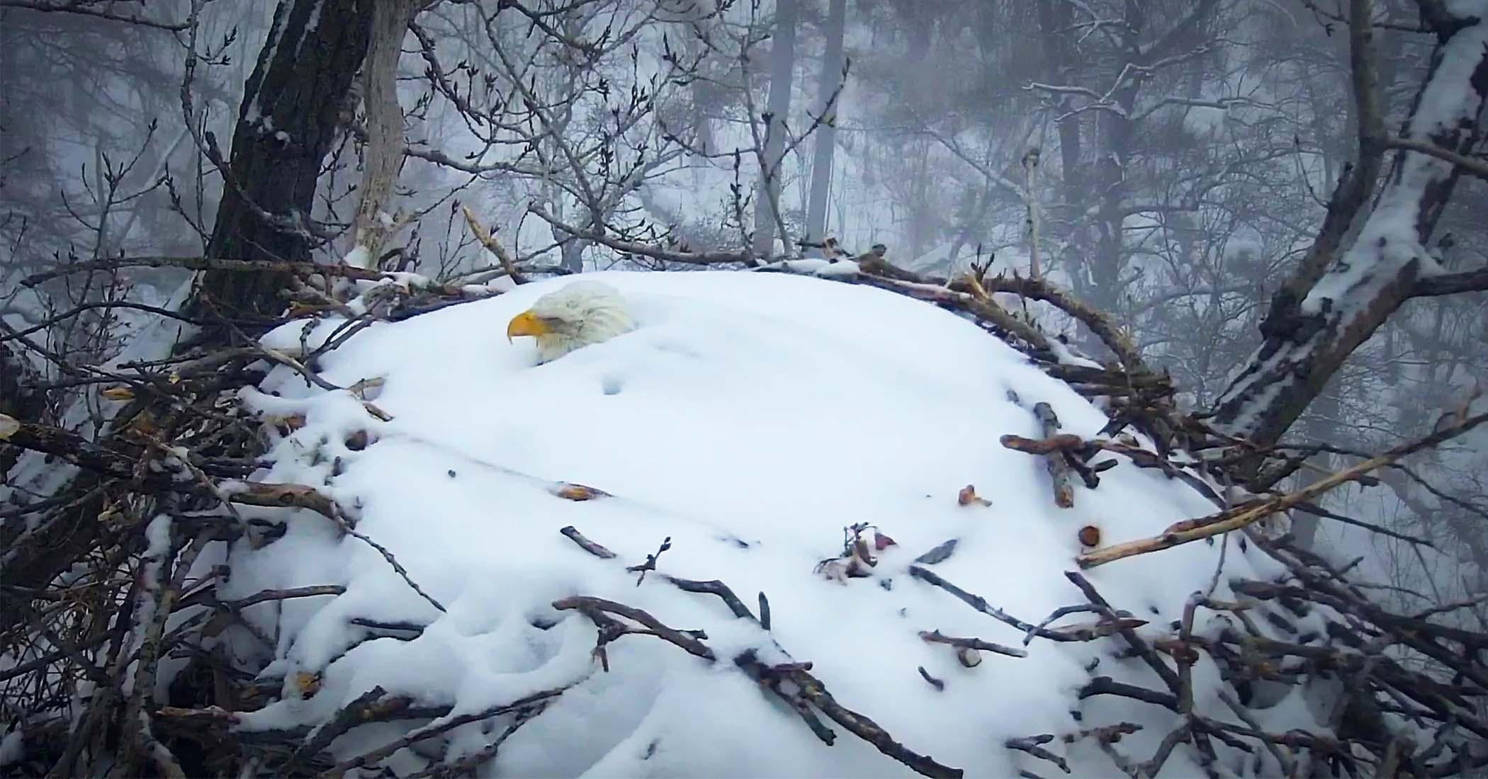 NextImg:Webcam captures mama bald eagle who won't leave nest covered in over foot of snow after winter storm