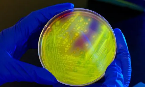 CDC Warns of Lethal Bacteria Detected Across US Gulf Coast