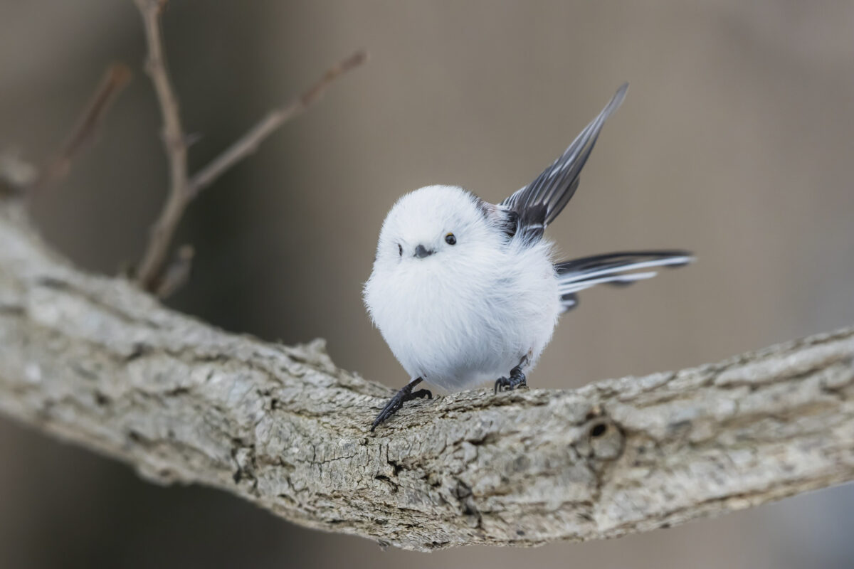 Cutest Birds: Tiny Japanese ‘Snow Fairies’ Caught Doing Gymnastics on ...