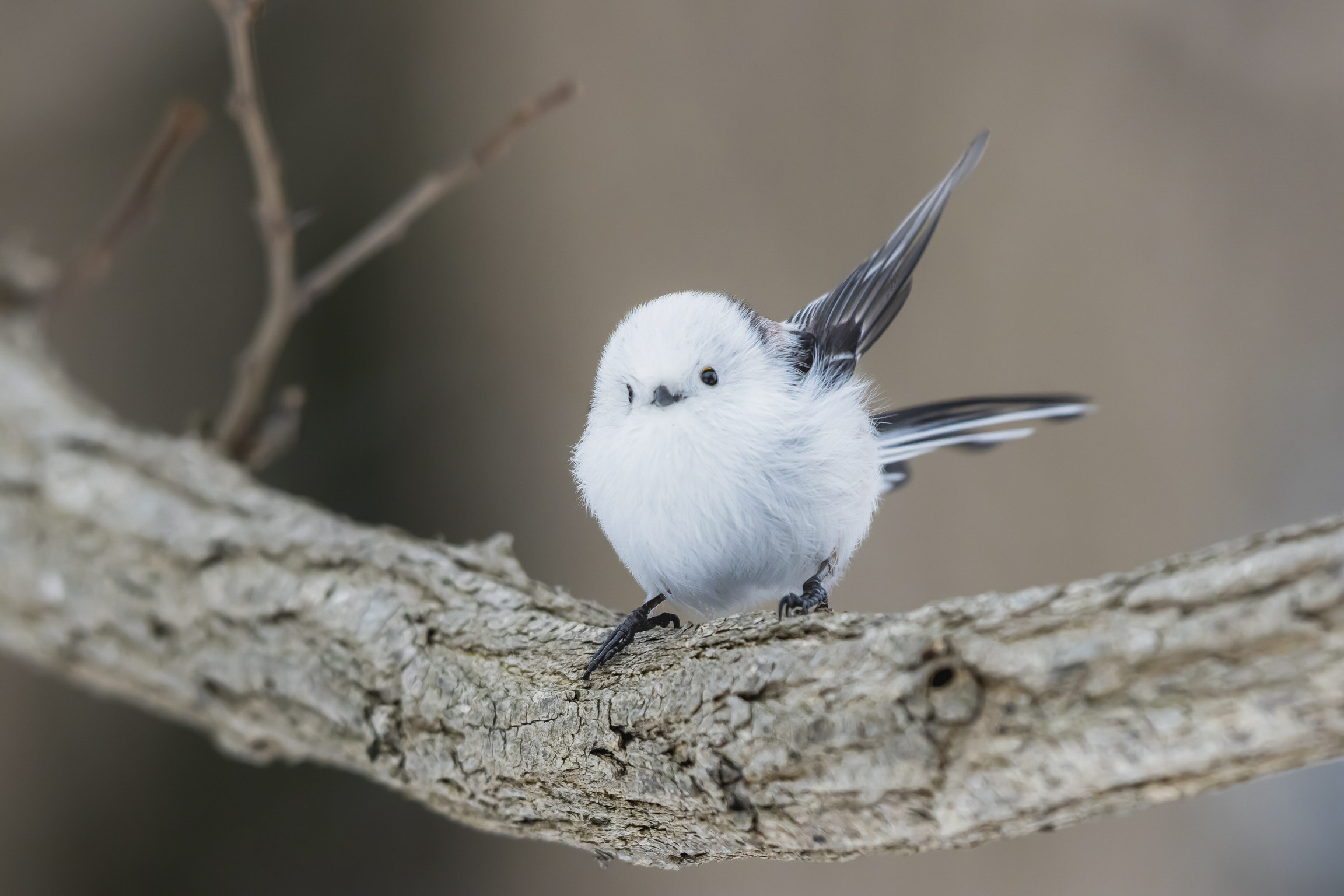 Cutest Birds: Tiny Japanese 'Snow Fairies' Caught Doing Gymnastics on Tree Branches | The Epoch Times