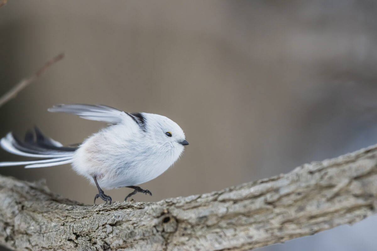 Cutest Birds: Tiny Japanese ‘Snow Fairies’ Caught Doing Gymnastics on ...