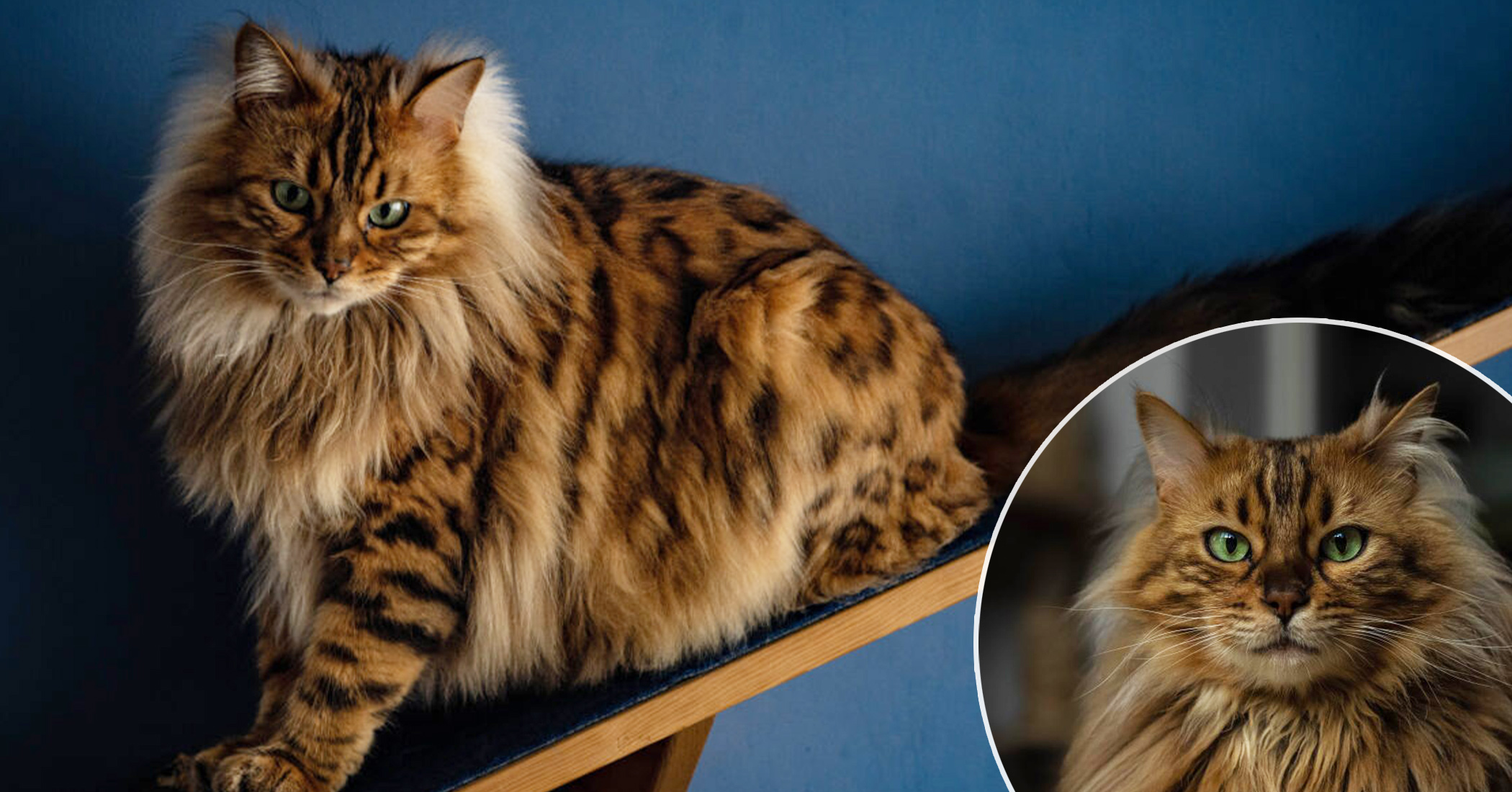 NextImg:PHOTOS: Meet Cezar, the Cashmere Bengal cat who looks like an adorable little lion