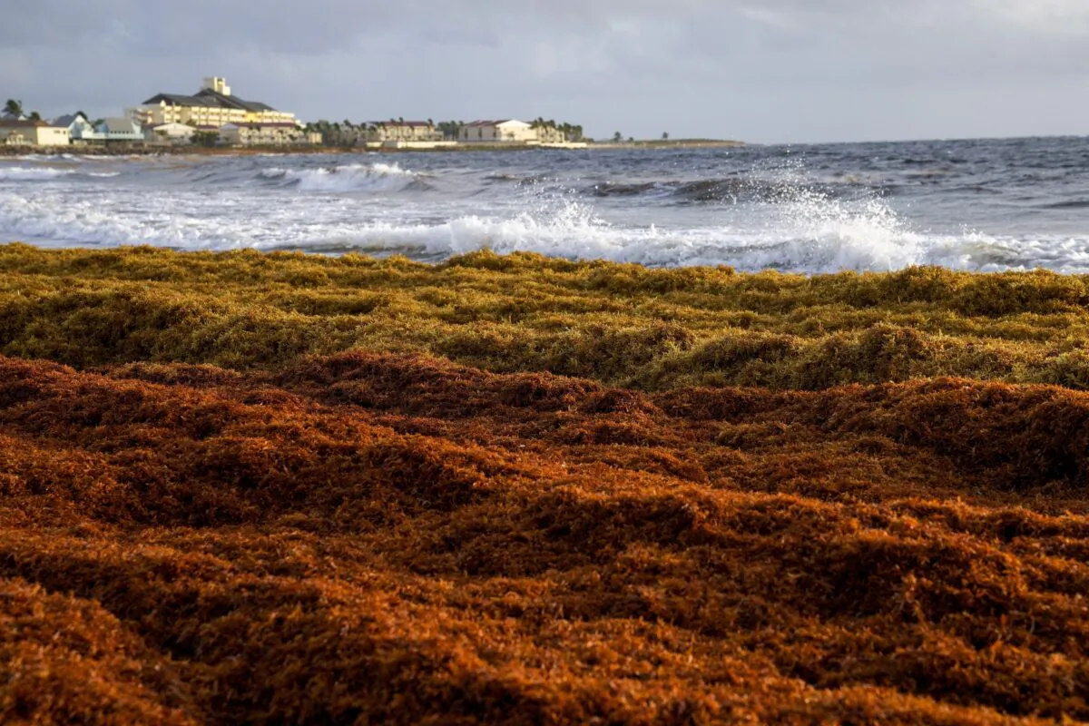 Seaweed covers the Atlantic shore in Frigate Bay, St. Kitts and Nevis, on Aug. 3, 2022. (Ricardo Mazalan/AP Photo)