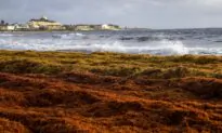 A 5,000-Mile Seaweed Belt Is Headed Toward Florida