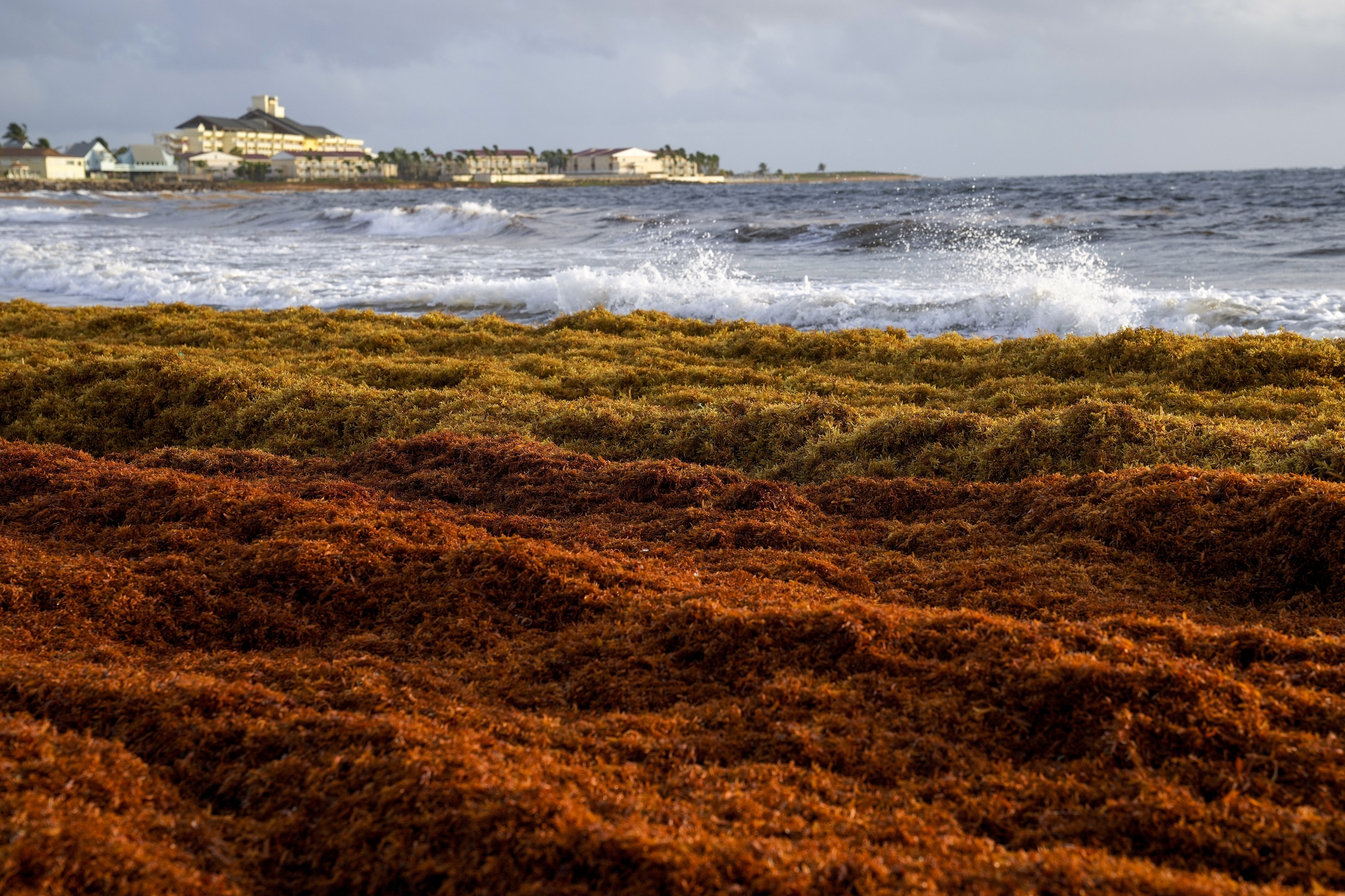 A 5,000-Mile Seaweed Belt Is Headed Toward Florida - Vimarsana News