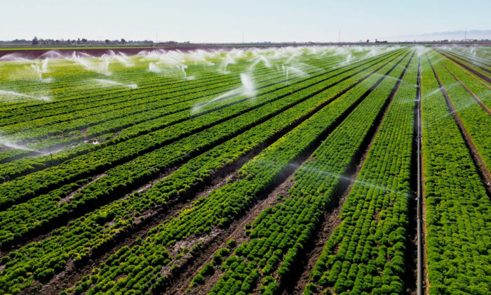 Sprinklers watering a lettuce field in Holtville, Calif., on Feb. 9, 2023. (Sandy Huffaker/AFP via Getty Images)