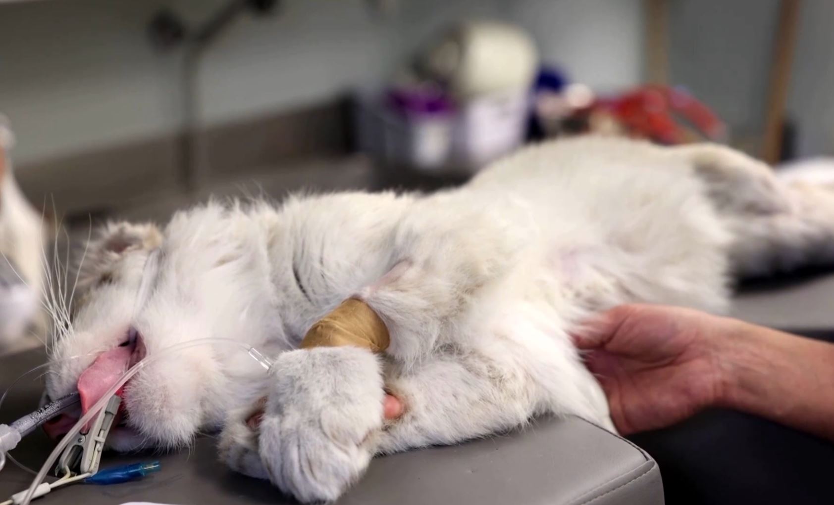 Three-month-old white tiger cub found abandoned in rubbish bin outside  Athens zoo - ABC News