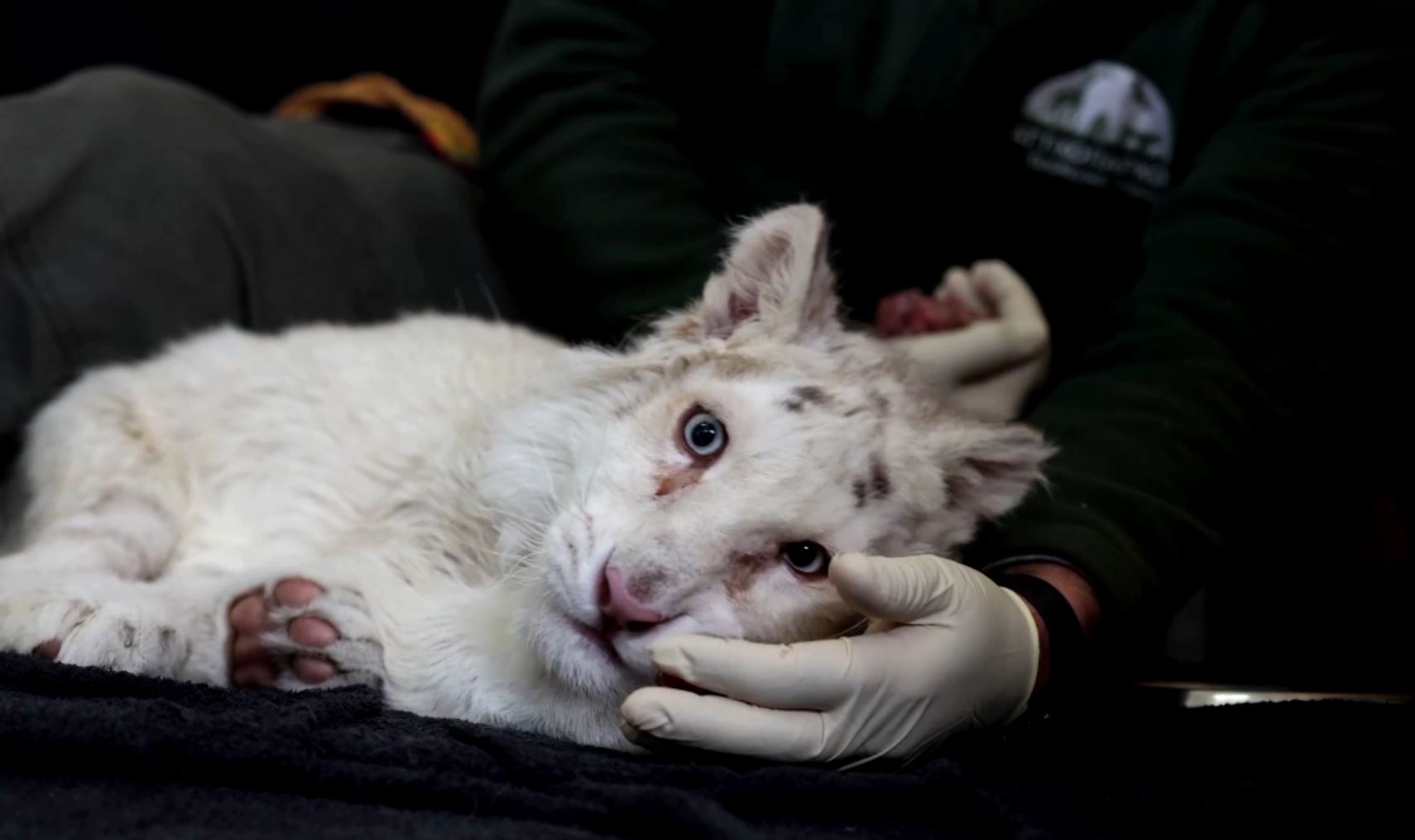 Three-month-old white tiger cub found abandoned in rubbish bin outside  Athens zoo - ABC News