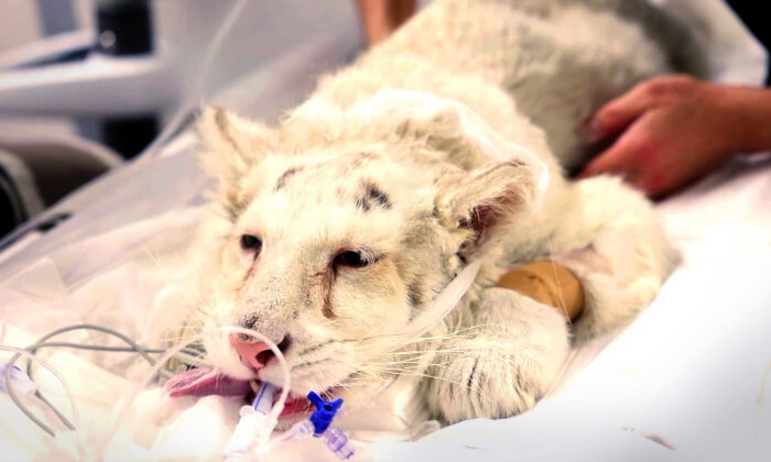 Three-month-old white tiger cub found abandoned in rubbish bin outside  Athens zoo - ABC News