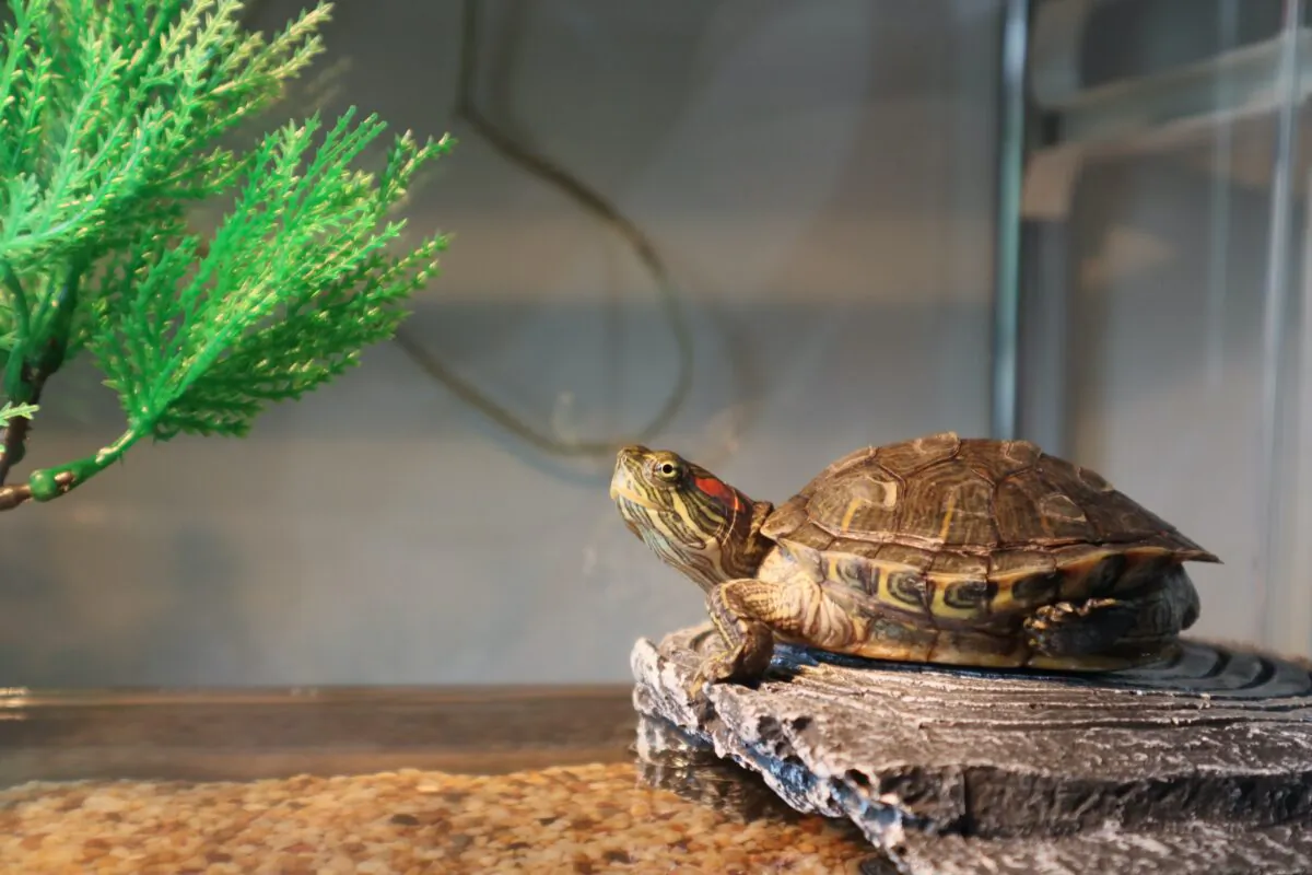 Salmonella are carried on the skin and shells of clean, healthy turtles and excreted in their droppings, contaminating habitats, water and food, says Lee Pickett. (Mark Leung/Shutterstock)