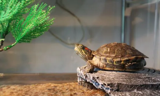 Pet Turtles Carry Salmonella
