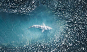 Aerial Photographer Captures Beautiful Sea Predators Making Abstract Fish Art Seen From the Sky