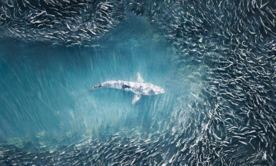 PHOTOS: Drone Photographer Captures Sea Predators Making Fish Art Seen From Above Southampton