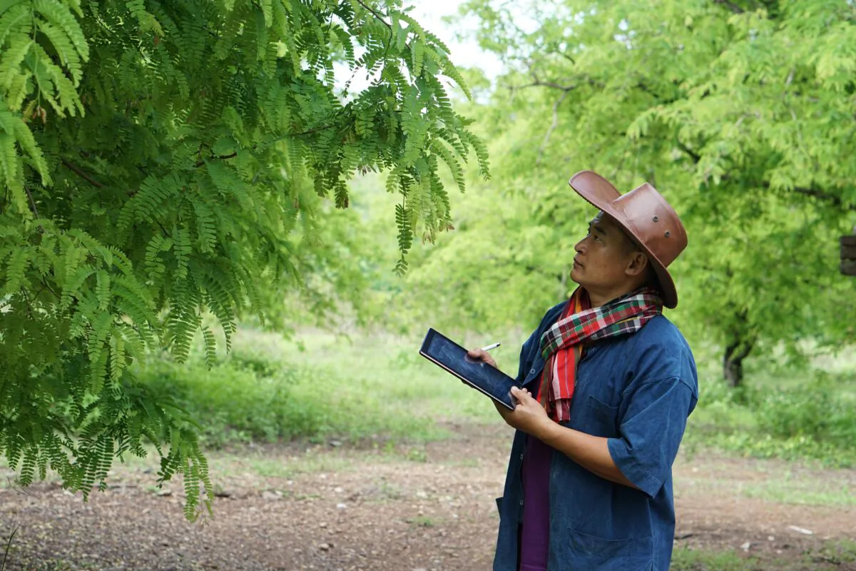 Jeff Rugg discusses some specific tree diseases and what you should and shouldn't do to manage the disease. (tawanroong/Shutterstock)