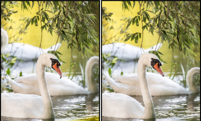 Spot the Difference Daily – Can You Find the 10 Differences?