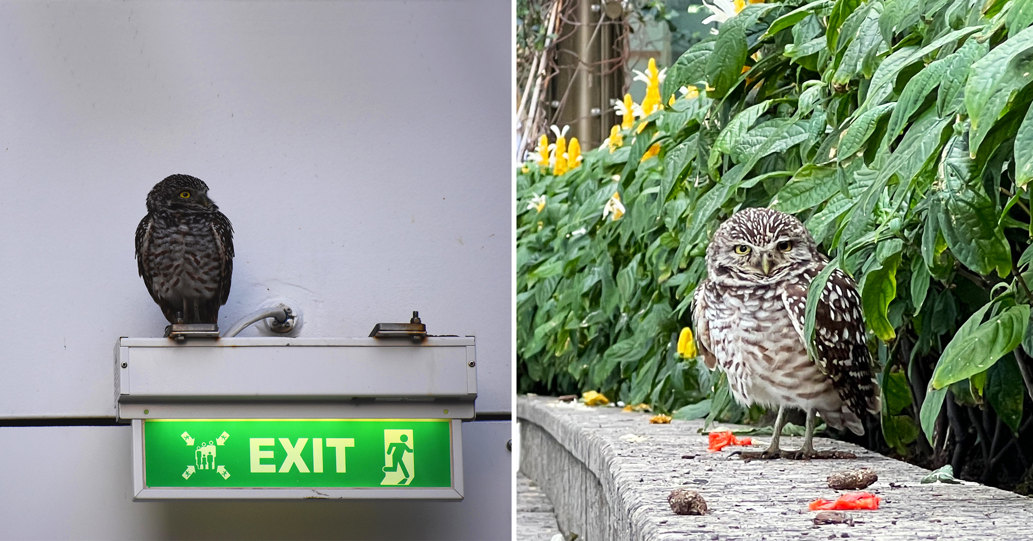 NextImg:Owl goes on an accidental Caribbean vacation after stowing away on world’s second-largest cruise ship